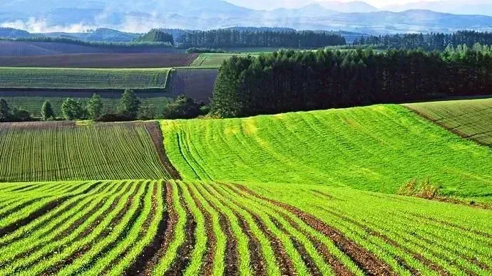 Де моя земля: як національне багатство України стало заручником корупції аграрної академії