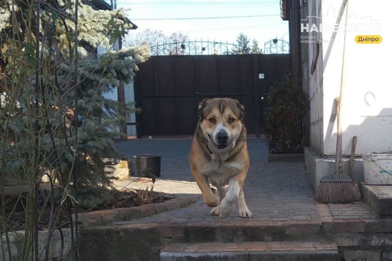 Як під час війни собаки та коти попереджають господарів про небезпеку