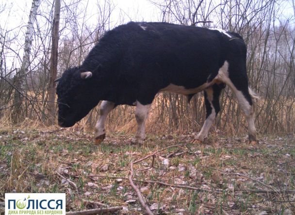 ЯК У ЧОРНОБИЛІ ЖИВЕ СТАДО ЗДИЧАВІЛИХ КОРІВ. ЗОВСІМ НЕ ТАК, ЯК СВІЙСЬКА ХУДОБА У ПРИРУЧЕНИХ УМОВАХ