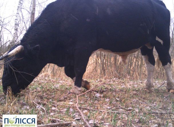 ЯК У ЧОРНОБИЛІ ЖИВЕ СТАДО ЗДИЧАВІЛИХ КОРІВ. ЗОВСІМ НЕ ТАК, ЯК СВІЙСЬКА ХУДОБА У ПРИРУЧЕНИХ УМОВАХ