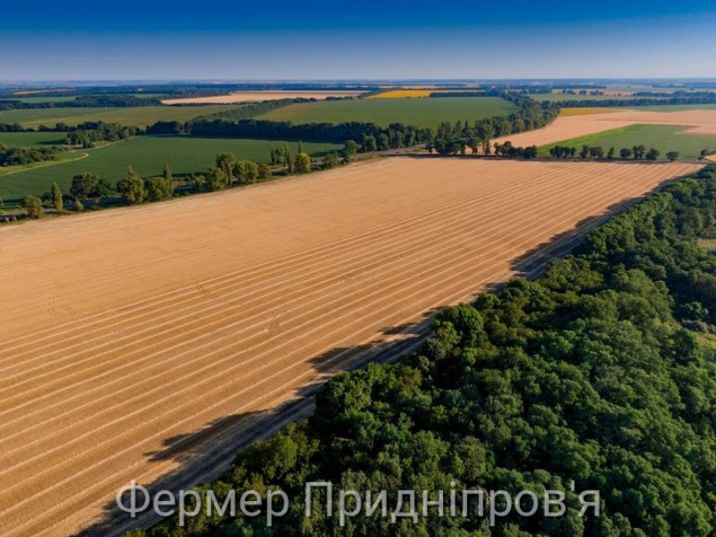 Середня врожайність зернових в Полтавщині складає понад 43 ц/га