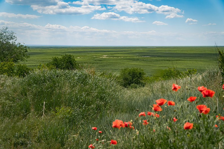 Великий Луг на місці «каховського горя» пора визнати лісом, - Олексій Василюк