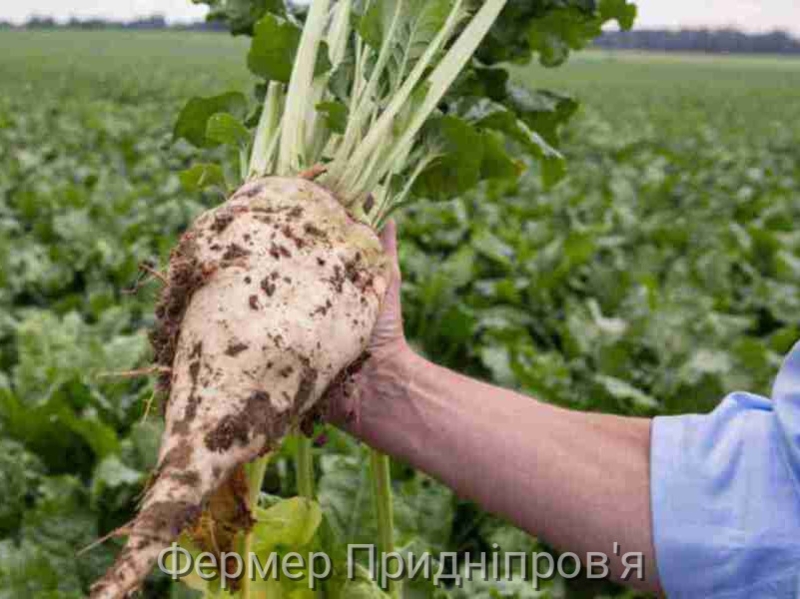 Затверджено стандартизований страховий продукт для страхування цукрового буряку 